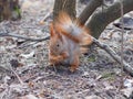 Cute red squirrel eating walnut human-like and posing in the par Royalty Free Stock Photo