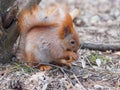 Cute red squirrel eating walnut human-like and posing in the par Royalty Free Stock Photo