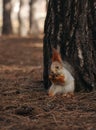 Cute red squirrel eating walnut near tree in forest Royalty Free Stock Photo