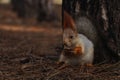 Cute red squirrel eating walnut near tree in forest Royalty Free Stock Photo