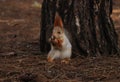 Cute red squirrel eating walnut near tree in forest Royalty Free Stock Photo