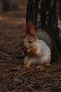 Cute red squirrel eating walnut near tree in forest Royalty Free Stock Photo