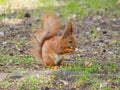 Cute red squirrel eating walnut Royalty Free Stock Photo