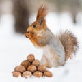 Cute red squirrel eats a nut in winter scene Royalty Free Stock Photo