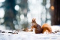 Cute red squirrel eats a nut in winter scene Royalty Free Stock Photo