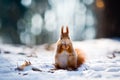 Cute red squirrel eats a nut in winter scene Royalty Free Stock Photo
