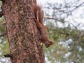 Cute red squirrel hiding apple in bark of the tree Royalty Free Stock Photo