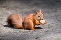Cute red squirrel with long pointed ears in autumn forerst Royalty Free Stock Photo