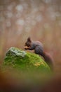 Cute red squirrel with long pointed ears eats a nut in autumn orange scene with nice deciduous forest in the background, animal si Royalty Free Stock Photo