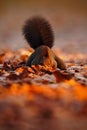 Cute red squirrel with long pointed ears eats a nut in autumn orange scene with nice deciduous forest in the background, hidden in