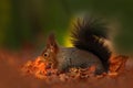 Cute red squirrel with long pointed ears eats a nut in autumn orange scene with nice deciduous forest in the background, hidden in Royalty Free Stock Photo