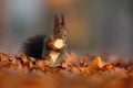 Cute red squirrel with long pointed ears eats a nut in autumn orange scene with nice deciduous forest in the background, hidden in Royalty Free Stock Photo