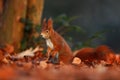 Cute red squirrel with long pointed ears eats a nut in autumn orange scene with nice deciduous forest in the background, hidden in Royalty Free Stock Photo