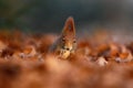 Cute red squirrel with long pointed ears eats a nut in autumn orange scene with nice deciduous forest in the background Royalty Free Stock Photo