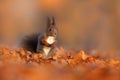 Cute red squirrel with long pointed ears eats a nut in autumn orange scene with nice deciduous forest in the background. Wildlife