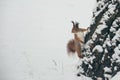 Cute red squirrel looking at winter scene - photo with nice blurred forest in the background Royalty Free Stock Photo