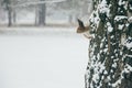 Cute red squirrel looking at winter scene - photo with nice blurred forest in the background Royalty Free Stock Photo