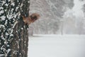 Cute red squirrel looking at winter scene - photo with nice blurred forest in the background Royalty Free Stock Photo