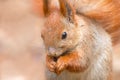 Cute red squirrel portrait Royalty Free Stock Photo