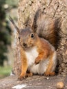 The cute red squirrel portrait Royalty Free Stock Photo
