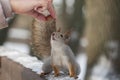 Cute red squirrel reaches for hazelnut in the human hand Royalty Free Stock Photo