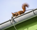 Red Squirrel, Sciurus Vulgaris, Cute Arboreal, Omnivorous Rodent With Long Tail, Climbing In The Tree. Adorable Curious Orange Mam