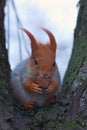 Cute red squirrel is siting on the tree and is eating walnut Royalty Free Stock Photo