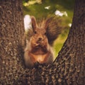 Red-haired cute squirrel gnaws a nut on a tree branch in the autumn forest Royalty Free Stock Photo