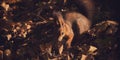 Red-haired cute squirrel gnaws a nut on a tree branch in the autumn forest Royalty Free Stock Photo