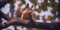 Red-haired cute squirrel gnaws a nut on a tree branch in the autumn forest Royalty Free Stock Photo