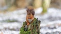 Cute red squirrel sitting on decaying tree stump Royalty Free Stock Photo