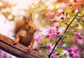 cute squirrel sitting on a tree blooming pink Apple trees in the may garden Royalty Free Stock Photo