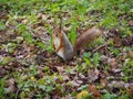 A cute red squirrel standing on the green grass of the forest Royalty Free Stock Photo