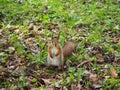 A cute red squirrel standing on the green grass of the forest Royalty Free Stock Photo