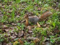 A cute red squirrel standing on the green grass of the forest Royalty Free Stock Photo