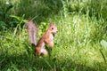 Cute red squirrel standing in green grass in summer park Royalty Free Stock Photo