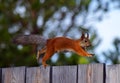 Squirrel with tassels on the ears running, jumping by the fence in the village