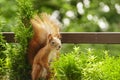 Cute red squirrel visit our balcony regulatly Royalty Free Stock Photo
