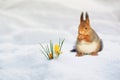 Cute red squirrel walks on white snow in spring Park near yellow flowers snowdrops Royalty Free Stock Photo