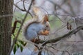 Cute red squirrel with walnut Royalty Free Stock Photo