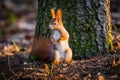 Cute red squirrel watches forest warily Royalty Free Stock Photo