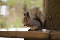 Cute red squirrrel sitting on a feeder and eating seeds in winter Royalty Free Stock Photo