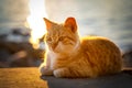 Cute red street cat lies on concrete parapet and basks in golden rays of setting sun, blurred background with sea, front