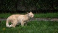 Cute red street cat walking in green grass Royalty Free Stock Photo