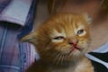 cute red tabby kitten. Animals day, mammal, pets concept.