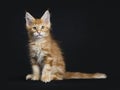Cute red tabby Maine Coon kitten Royalty Free Stock Photo