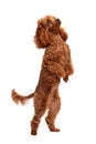 A cute red toy poodle stands on its hind legs. Isolate