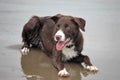 A Cute red and white border collie puppy dog pet