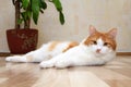 Cute red and white cat lying Royalty Free Stock Photo