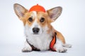 Cute red and white corgi lays on the floor, wearing bright orange safety construction helmet on white background.Guest worker